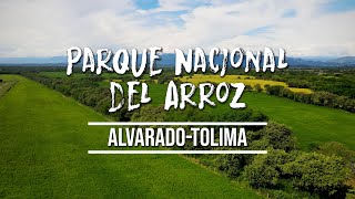 ¿CONOCIAS EL PARQUE NACIONAL DEL ARROZ HACIENDA LA GUAIRA ALVARADO TOLIMA 4K [upl. by Tijnar]