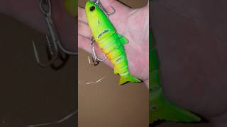 Got the nibbles barra barramundi lurefishing fishing lures zerek big [upl. by Adranoel]