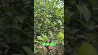 Lemon tree cultivation housegarden homeplantation [upl. by Areek]