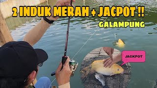 2 INDUK MERAH  JACKPOT BERHASIL DI AMANKAN   GALAMPUNG [upl. by Mihalco956]