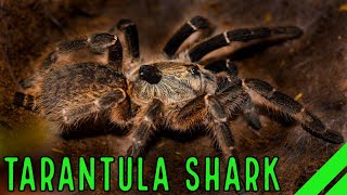 Rearhorned Baboon Ceratogyrus darlingi Tarantula Care amp Husbandry [upl. by Cooper]