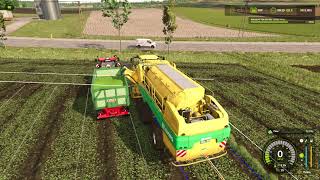 ZielonkaFS25Harvesting peas with OXBOampCASE [upl. by Xam]