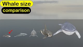 Whale size comparison 3d animated [upl. by Herb545]