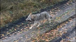 Wolfsrudel in Deutschland aus nächster Nähe [upl. by Alleusnoc615]