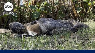 Florida’s serial killer python population is swallowing deer gators [upl. by Mendie]