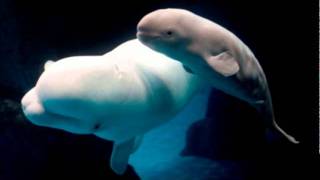 Baby Beluga Song by Raffi [upl. by Lepine]