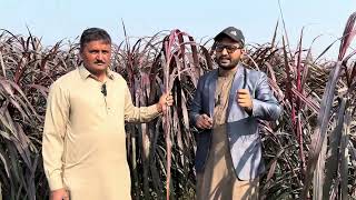 Red Napier Australian grass in Pakistan  By Asim Faiz [upl. by Soalokcin]