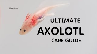 ULTIMATE AXOLOTL CARE GUIDE  ALL IN ONE INFO [upl. by Emelita]