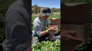 南澳洲百年草莓園 Picking Strawberries at Beerenberg Farm in South Australia [upl. by Ennaegroeg]