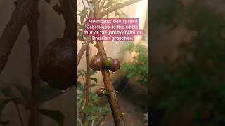 Jabuticaba also spelled Jaboticaba tree grape grape flower fruit garden gardening [upl. by Anirbes]