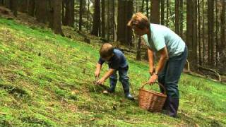 Pilze sammeln im HerbstSpessart [upl. by Nassi804]