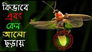 জোনাকি পোকার আলোর রহস্য  Secret of the light of Fireflies  Eye Tv Bangla [upl. by Aicirt]