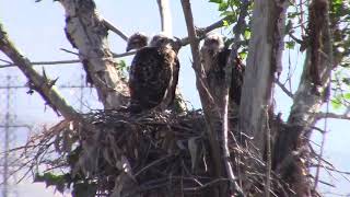 Hawks in the Nest SD 480p [upl. by Assilla]