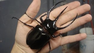 Chalcosoma caucasus  Rhinoceros Beetle  Nashornkäfer [upl. by Kone]