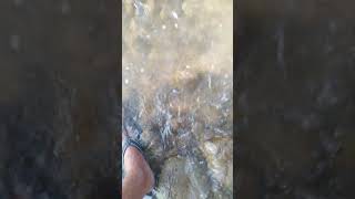 Fishing Meandering River fishing vuralvideo shorts [upl. by Berghoff798]