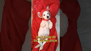 Day 1 to day 60 how my dog grown shorts labrador dogowner trending cute [upl. by Trebloc775]