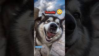 Other Dog 🐶 Vs My Labrador 🐶 dog doglover pets labrador funny shorts ytshorts rap love [upl. by Dinsdale]