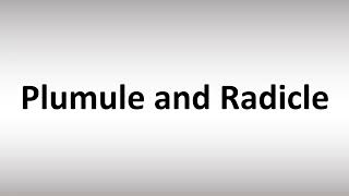 How to Pronounce Plumule and Radicle [upl. by Lohrman]