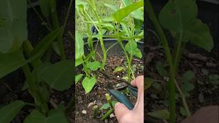 Harvesting kangkong in the container  Pang sahog lang quotPhilAm Country Livingquot [upl. by Budde]