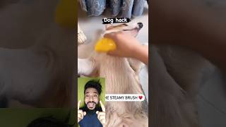 😳Dog Hack🐾 abhi21stcentury0007 shorts youtubeshorts shortvideo shortsfeed viral trending [upl. by Yelmene]