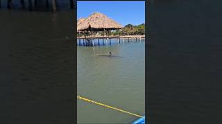 Este es el tiburon que ataco un hombre en Trujillo Colon Honduras [upl. by Sirk]