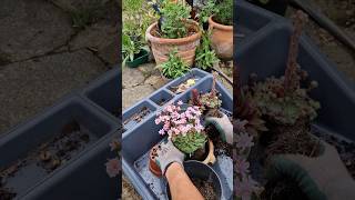 Planting Lewisia [upl. by Yehtomit217]