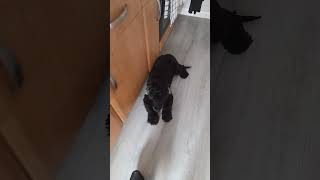 a busy but a good day song derbyshire springerspaniel family goodday shorts [upl. by Castro]