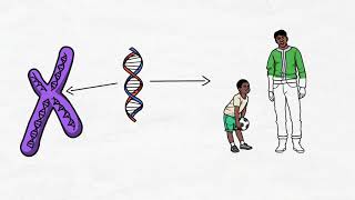 Importancia de los cromosomas y los genes en la herencia biológica [upl. by Tartan279]