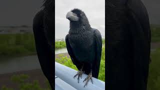 Yawning Rakasu in the Rain 🐦‍⬛🌨️ RakasuCrow [upl. by Anoyk]