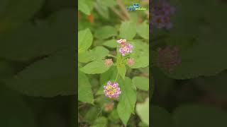 Benefits of lantana camara plant [upl. by Marc106]