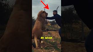 ADAM ASLANLA GÜREŞMEYE ÇALIŞTI AMA BAKIN NE OLDU 😱😱❌🦁aslan saldırısı hayvanlar [upl. by Lleuqar418]