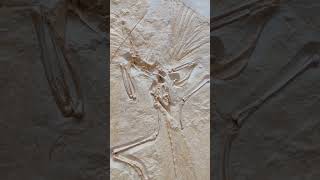 Archaeopteryx Nr1 The London specimen cast fossils archaeopteryx dinosaur [upl. by Ferdinande]