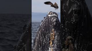 Barnacles whalewatching whale closeup humpbackwhale breach jump fly low barnacles lunges [upl. by Pfeffer566]