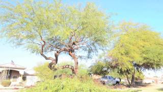 Mesquite Tree Trim [upl. by Aholah]