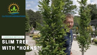 What in the world is a European Hornbeam  Plant Spotlight [upl. by Humfrid117]