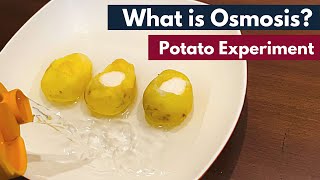 Osmosis What is Osmosis  Definition  Osmosis using Potato  Biology [upl. by Atisusej371]