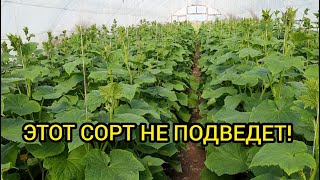 Лучший гибрид огурца для тепличного бизнеса [upl. by Alair446]