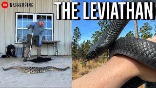 We Found the Biggest Rattlesnake Ive EVER SeenEastern Indigo Snake Survey [upl. by Dranel]