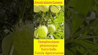 Gomphocarpus physocarpus hairy balls botany botanylifescience trending gardening [upl. by Leile]