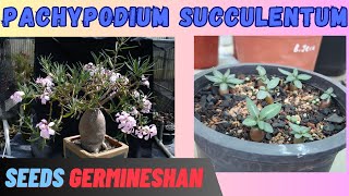 Growing Rare Pachypodium Succulentum from Seeds Guide to Cultivating this Unusual Plant ENG SUB [upl. by Procter872]