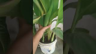 canna lily bulbs flowers gardening garden plants tulip shortsvideo plantsngardens [upl. by Emile]