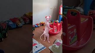 KEDİCİK🤣🤣 shortvideo funny comedy trending cutebaby humor viralvideo video tiktok keşfet [upl. by Hnilym]