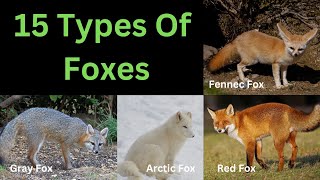 15 Different Types Of Foxes [upl. by Duwad]