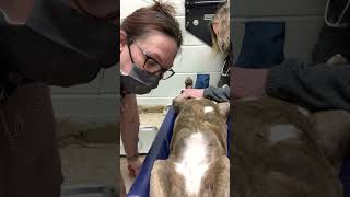 Cystocentesis Female dog resubmission [upl. by Kristie792]