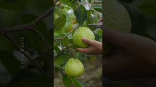 Unique Technique for Growing Guava Plant plants farming shorts tree [upl. by Nikolos]