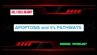 APOPTOSIS AND ITS PATHWAYS Part 06  Gen Patho CH 01 [upl. by Gasparo]