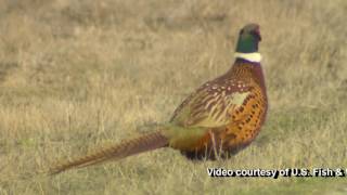 Ringnecked pheasant [upl. by Ahsema574]