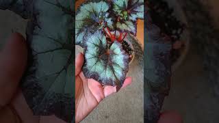 Бегония КМ Тихий Омут 🌌 begonia plants garden flowers urbanjungle plantlover [upl. by Stauffer287]