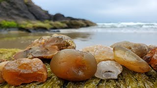 Banded Carnelian Agates And Intact Nodules At My Favorite Spot  Oregon Coast Rockhounding [upl. by Narcho]