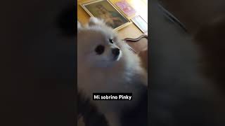 pomeranian pomerania fluffy osito littledogs [upl. by Lerrud]